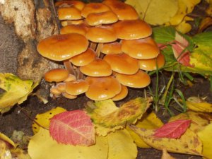 Памятка грибнику: отравление грибами