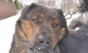 «Он остался совсем один». В Смоленской области пес полгода охраняет дом после смерти хозяев.