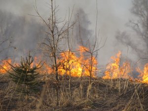 Огонь подходит к жилым домам Ярцева Смоленской области – очевидцы