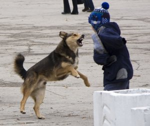 Следователи проведут проверку по факту нападения собаки на ребенка