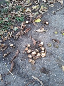Но больше всех люблю каштан Но больше всех люблю каштан