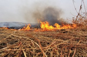 В лесах Ярцевского района начался пожароопасный сезон.