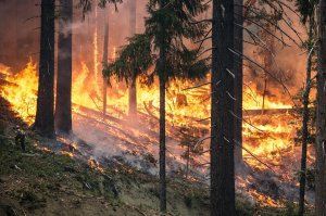 В России могут в 10 раз повысить штрафы за лесные пожары