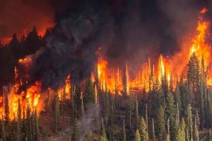 В России могут в 10 раз повысить штрафы за лесные пожары