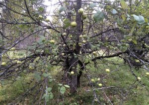 Яблоневый сад - большой обман
