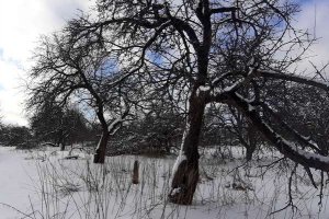 Ярцевские чиновники снова пытаются уничтожить яблоневый сад