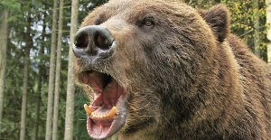 В Смоленской области в поселке ловят медведя «Шатун» не дает покоя местным жителям