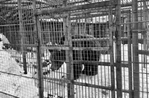 Медведя Балу, загрызшего человека в Смоленской области, усыпили