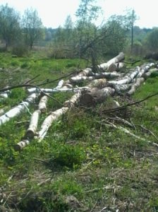 Автопробег в честь Великой Победы