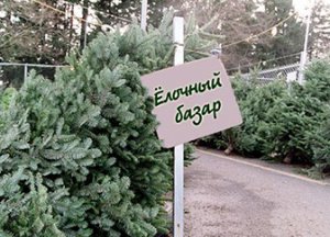 Где купить ёлочку?