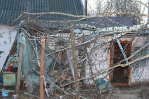Пьяные «лесорубы» в городском парке