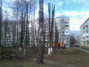 Сшибают верхушки и разоряют птичьи гнёзда