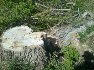 Теряем памятники природы в год экологии