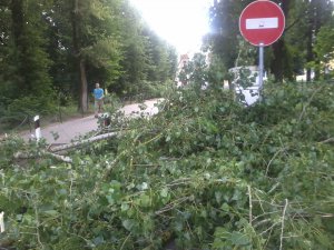 Повалили деревья не десантники