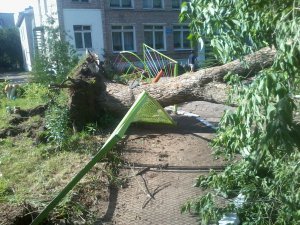 Повалили деревья не десантники