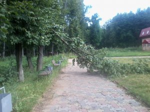 Повалили деревья не десантники