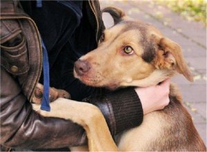 ГОД СОБАКИ БЕЗ СОБАК?
