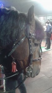 Санкт-Петербургский цирк сегодня дал первое представление