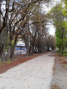 Но больше всех люблю каштан