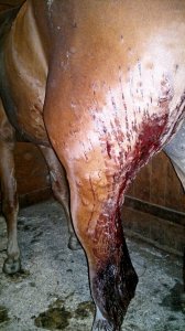 В Михейкове садист стрелял в лошадей конного клуба "Серпантин"