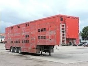 Ярцевский ТехноТрак помог спасти венгерских телят