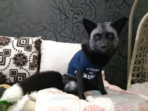 Пропал лис