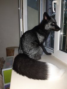 Пропал лис