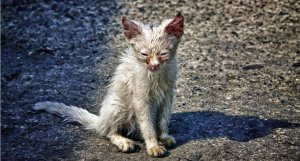 Облил котёнка кипятком и выкинул в мусорку