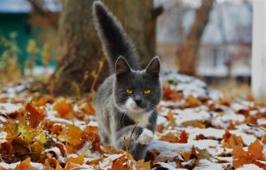 В Смоленской области ожидается первый снег