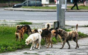 Собаки могут расслабиться