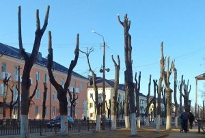 Джунгли на улице Чайковского
