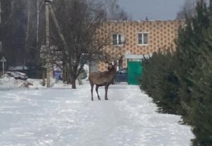 Под Вязьмой разгуливал олень