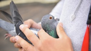 В России ввели новые штрафы...