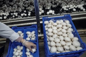 Создана страничка Производство шампиньонов