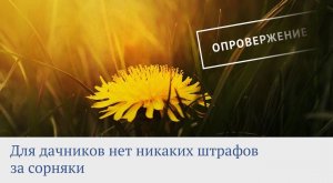 Дачников не будут штрафовать за одуванчики на участке!