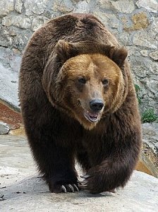 На кладбище гуляет медведь