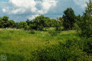 На областном уровне обратили внимание на уничтожение яблоневого сада и рощи