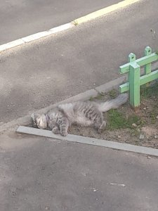 Когда двор становится проезжим...