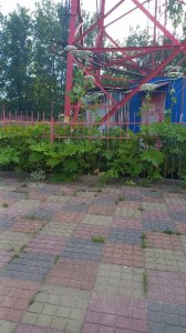 Борщевик в городском парке.