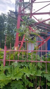 Борщевик в городском парке.