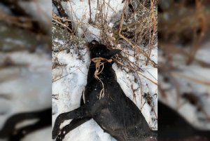 В г. Ярцево появился малолетний живодëр