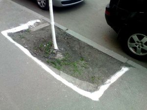 Зачем белят деревья в городе? Загадка века раскрыта