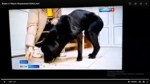 Зоозащитники устроили "травлю" людей?