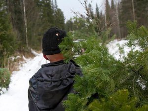 Законно срубить елку к Новому году?