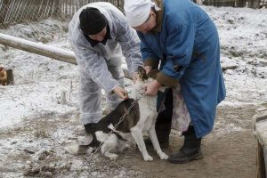 БЕШЕНСТВО НА СТАРОМ ЯРЦЕВЕ