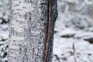 Как правильно лечить морозобоины на плодовых деревьях?