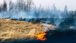Начинается сезон полевых пожаров.