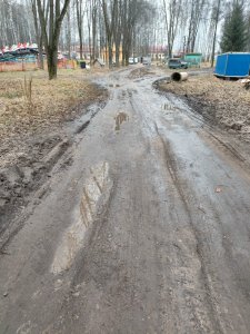 Бобровьи плотины в парке